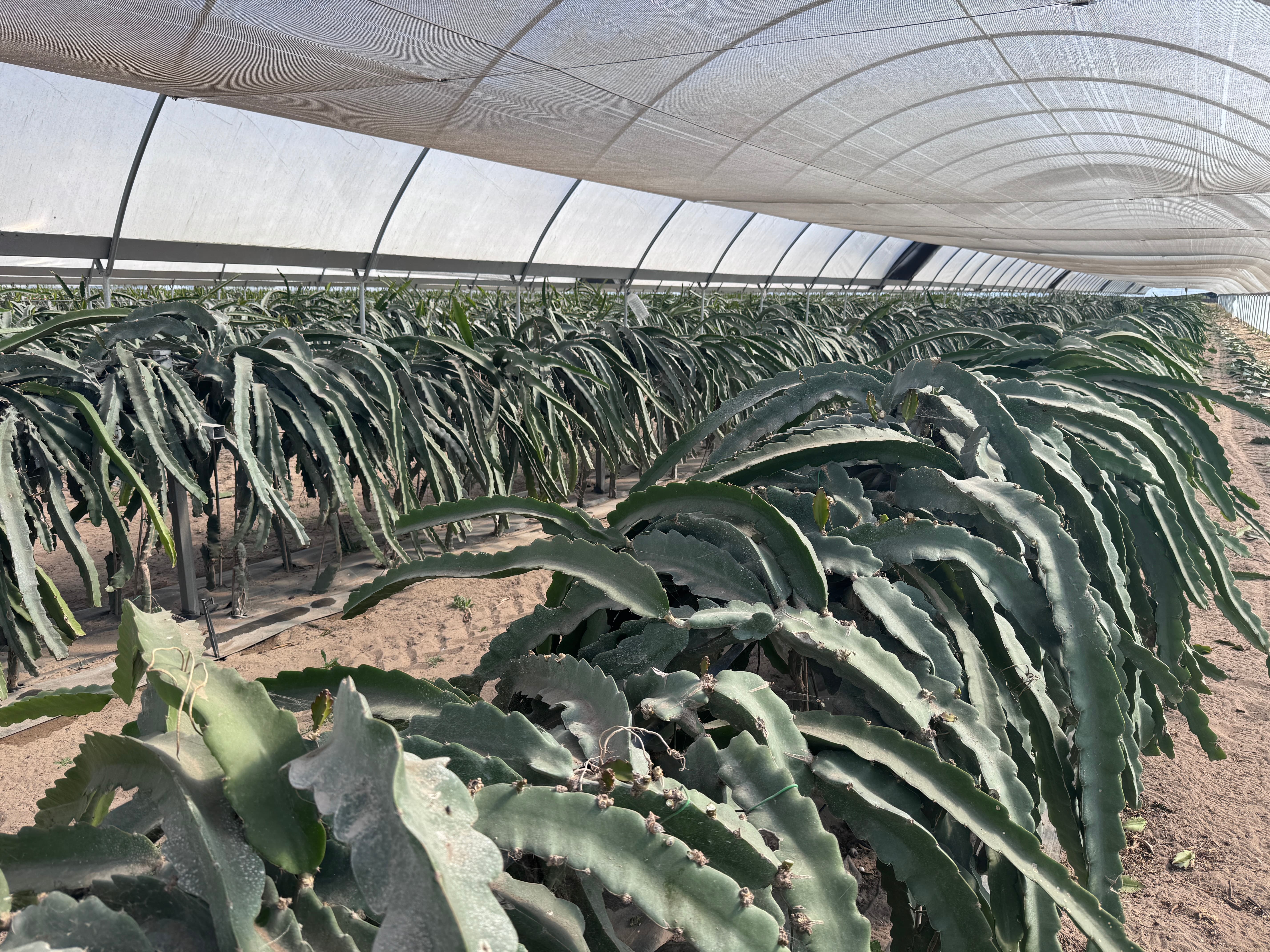 Trespasse - Exploração Agrícola de Pitaya