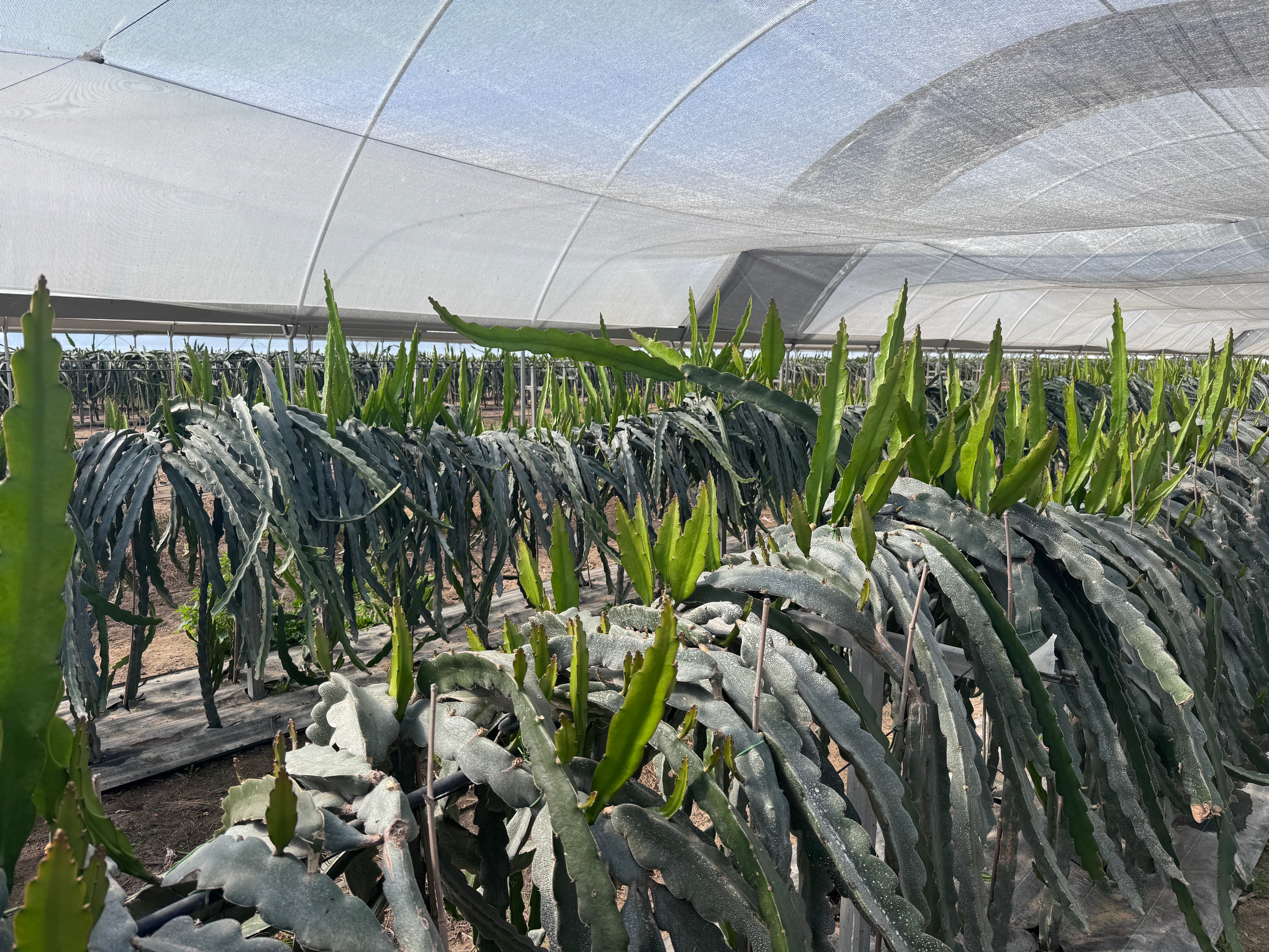 Trespasse - Exploração Agrícola de Pitaya