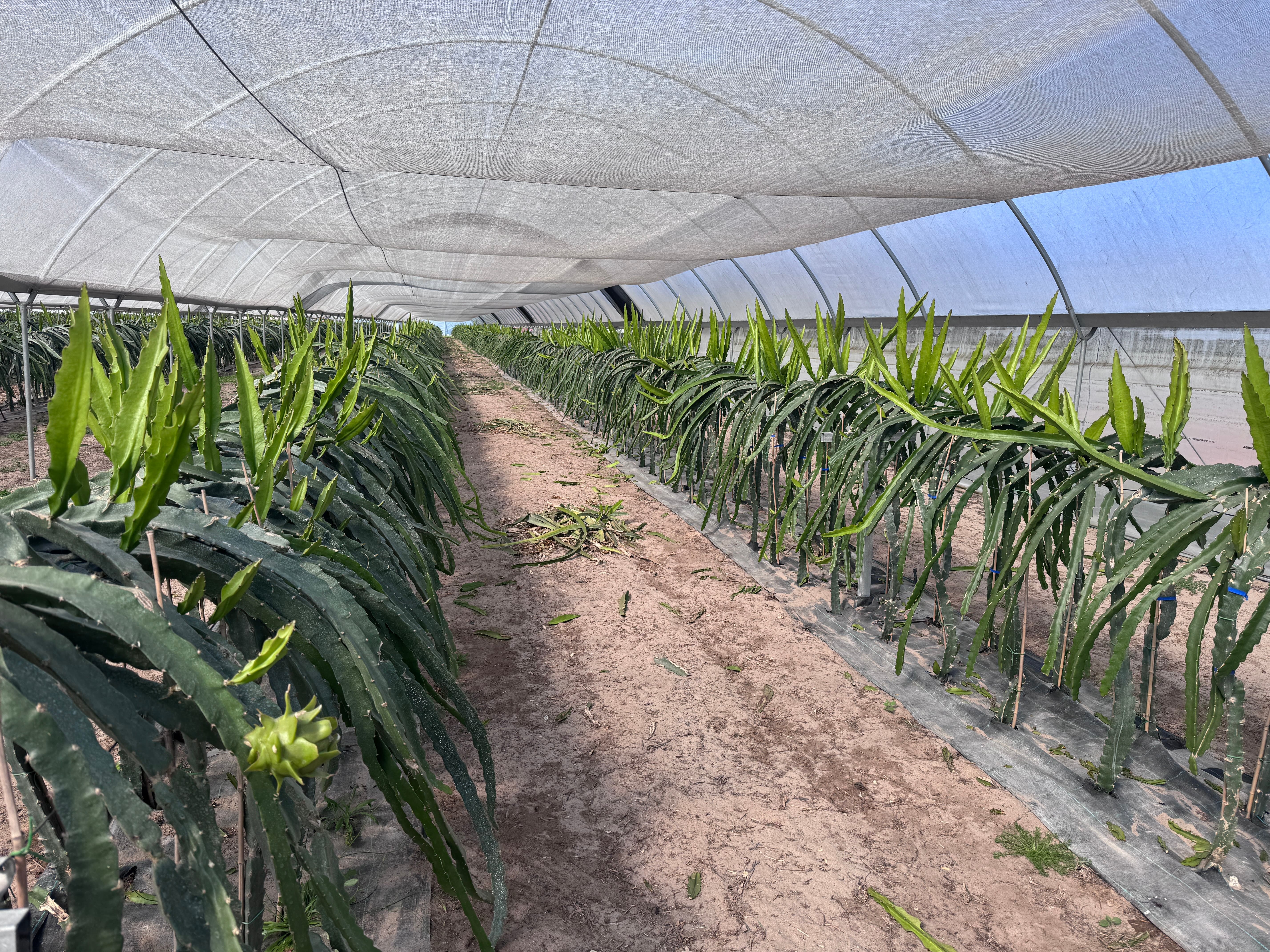 Trespasse - Exploração Agrícola de Pitaya