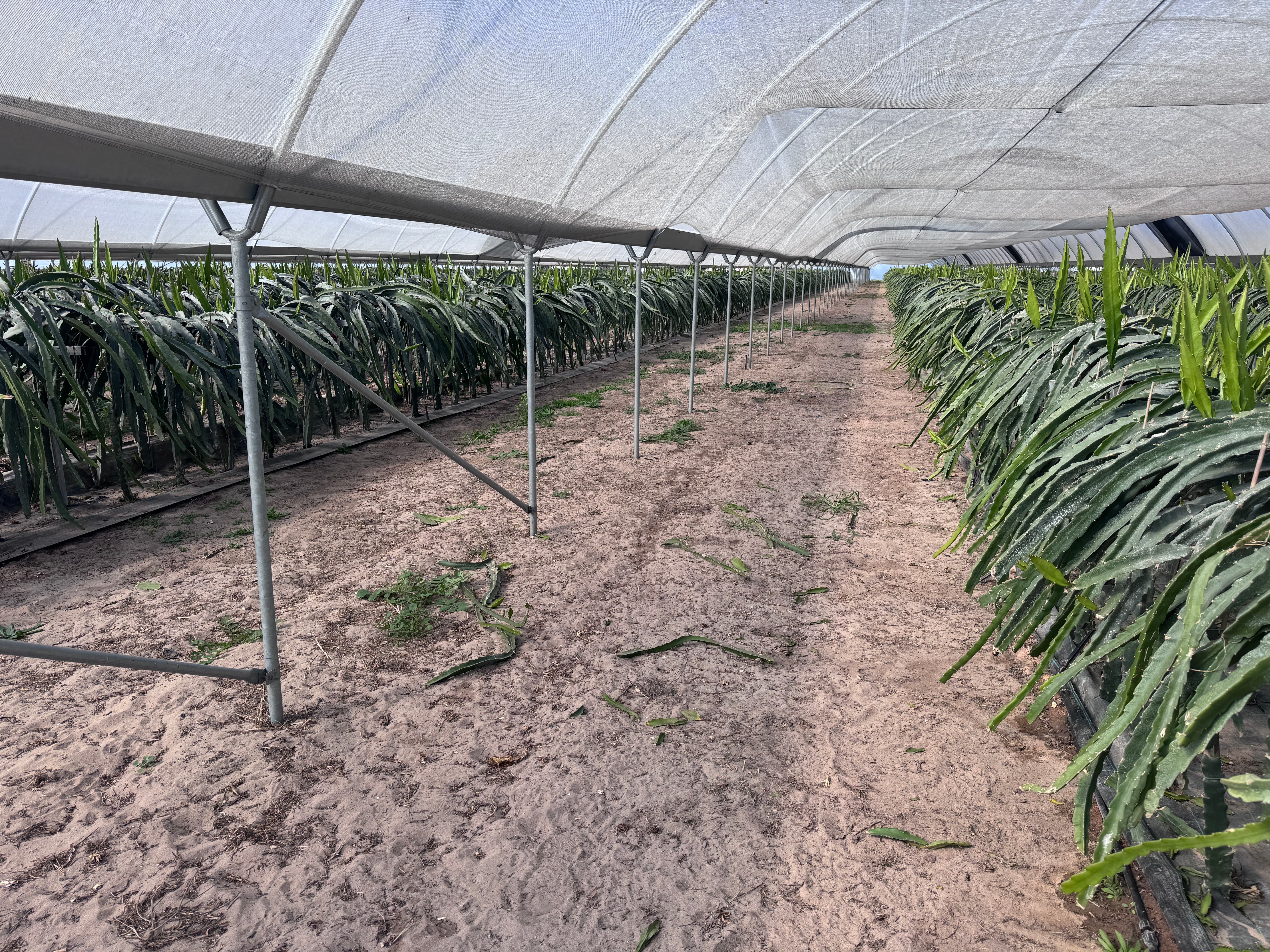 Trespasse - Exploração Agrícola de Pitaya