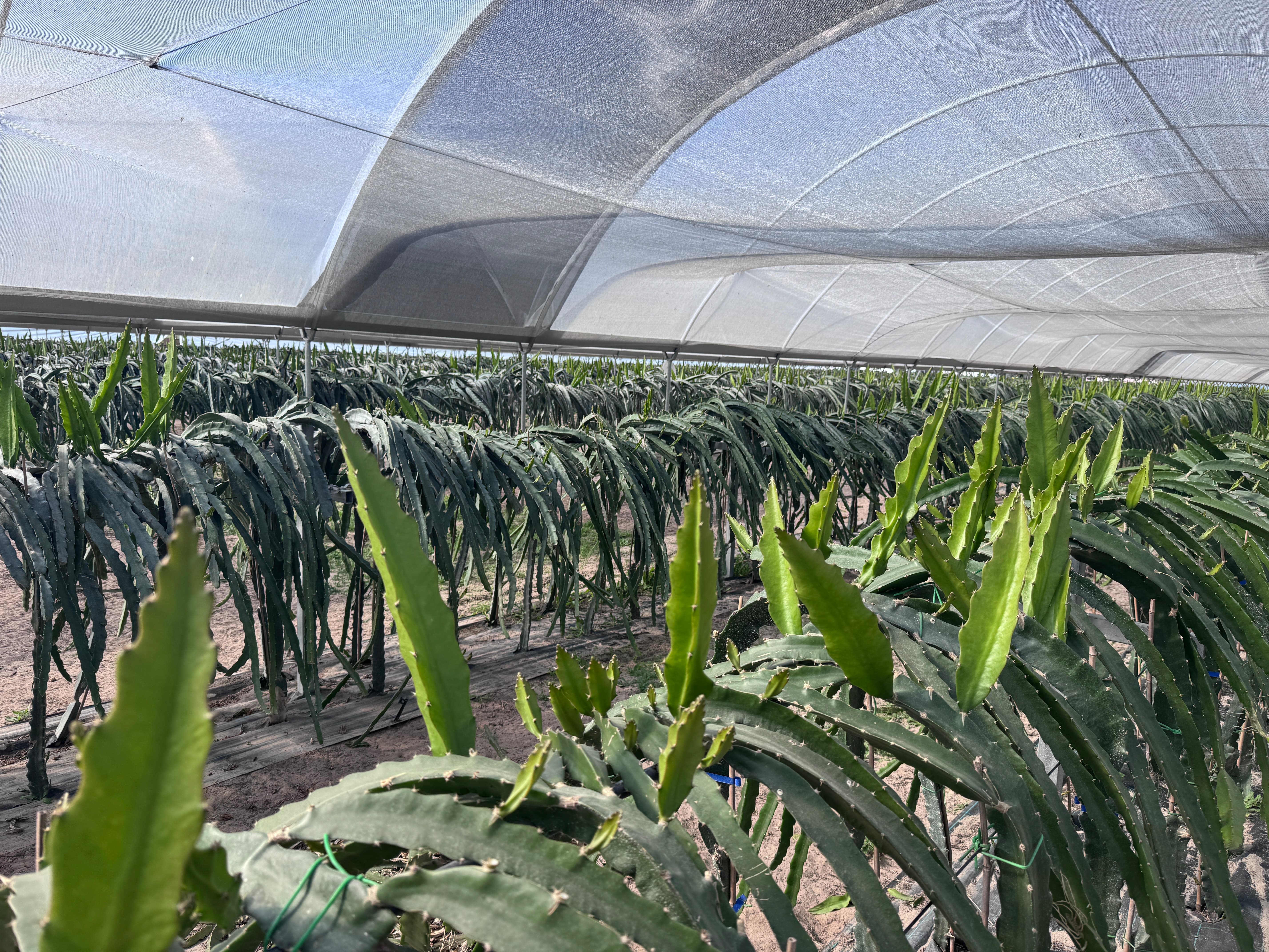 Trespasse - Exploração Agrícola de Pitaya