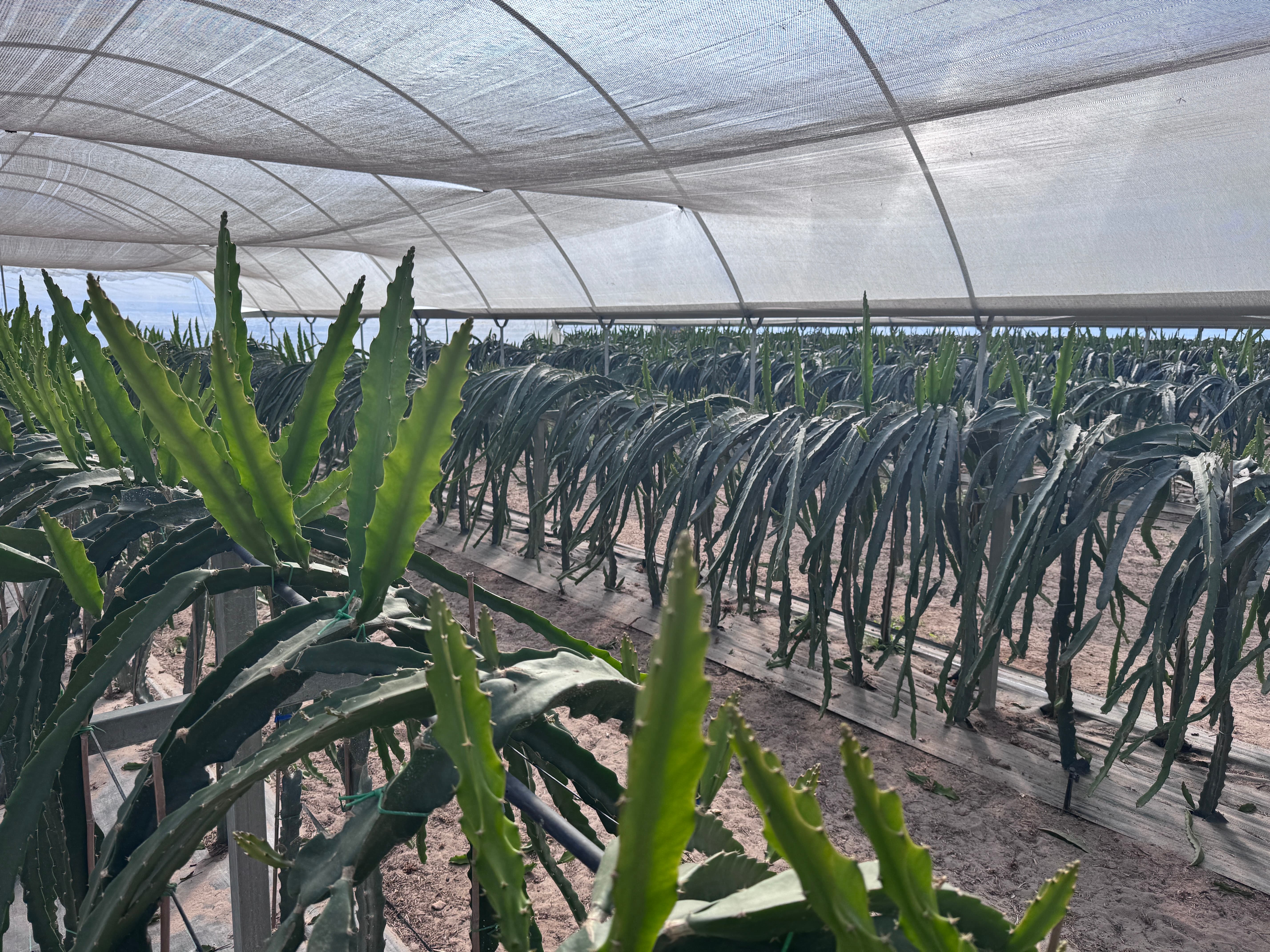 Trespasse - Exploração Agrícola de Pitaya