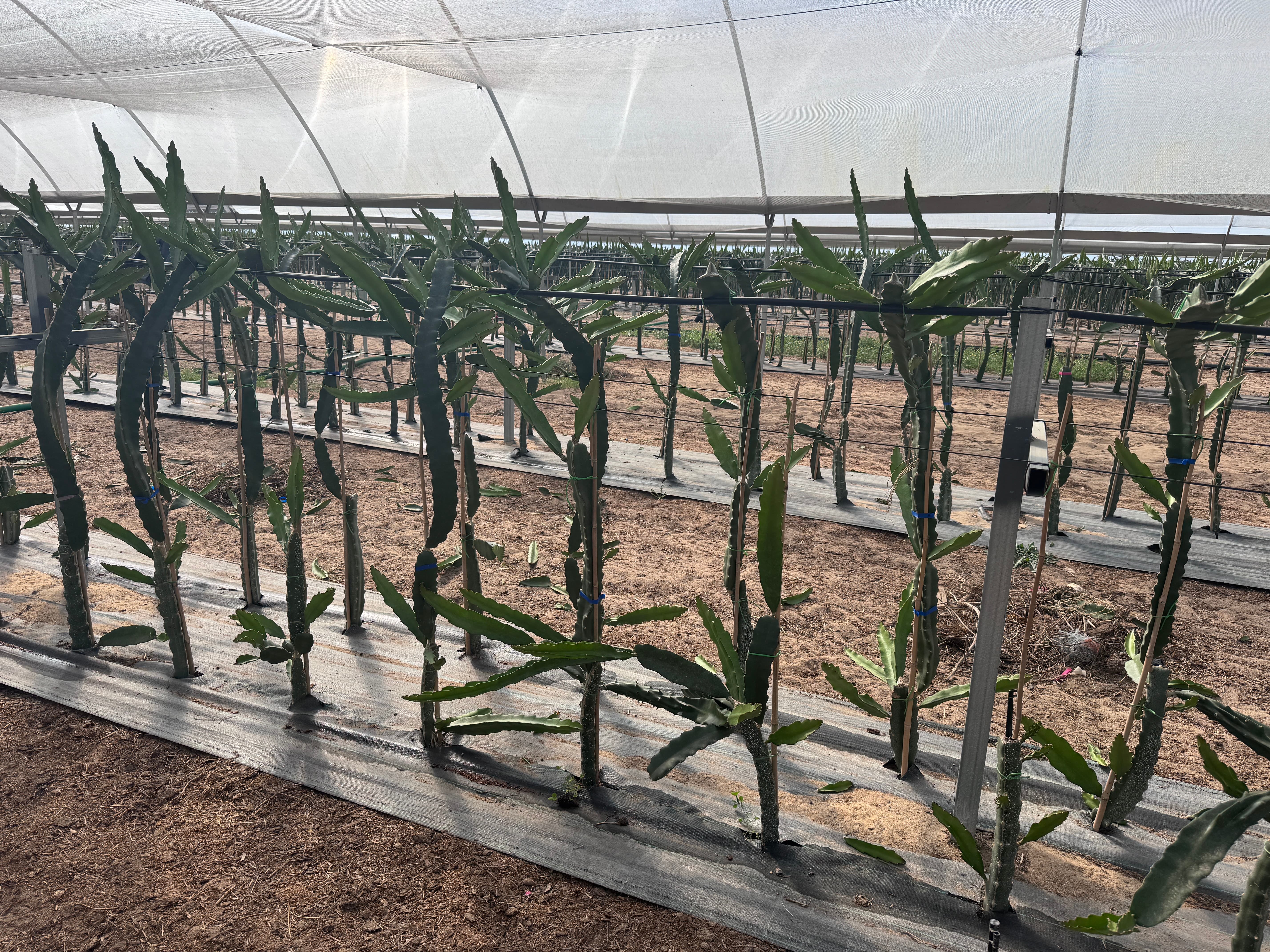 Trespasse - Exploração Agrícola de Pitaya