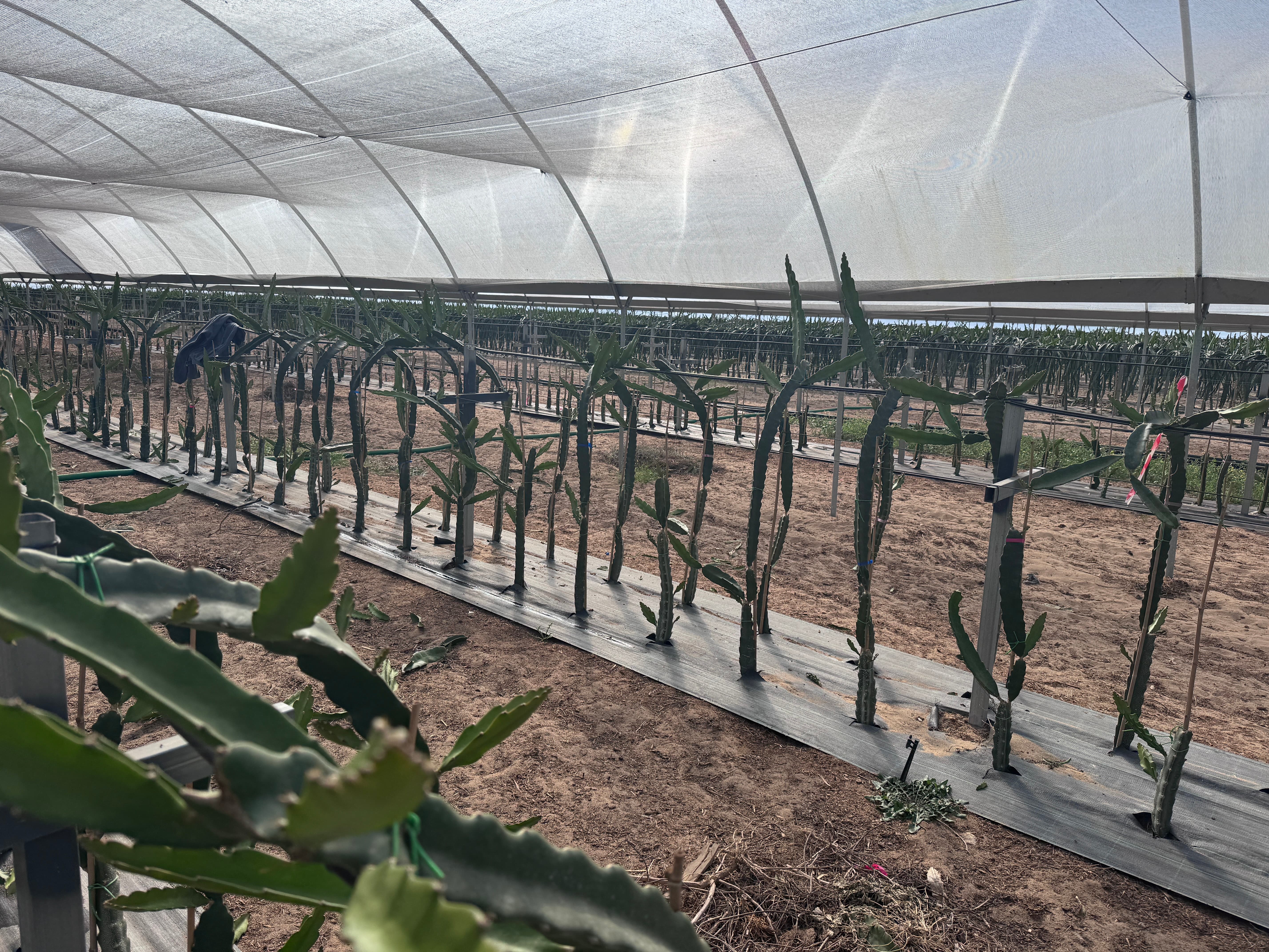 Trespasse - Exploração Agrícola de Pitaya