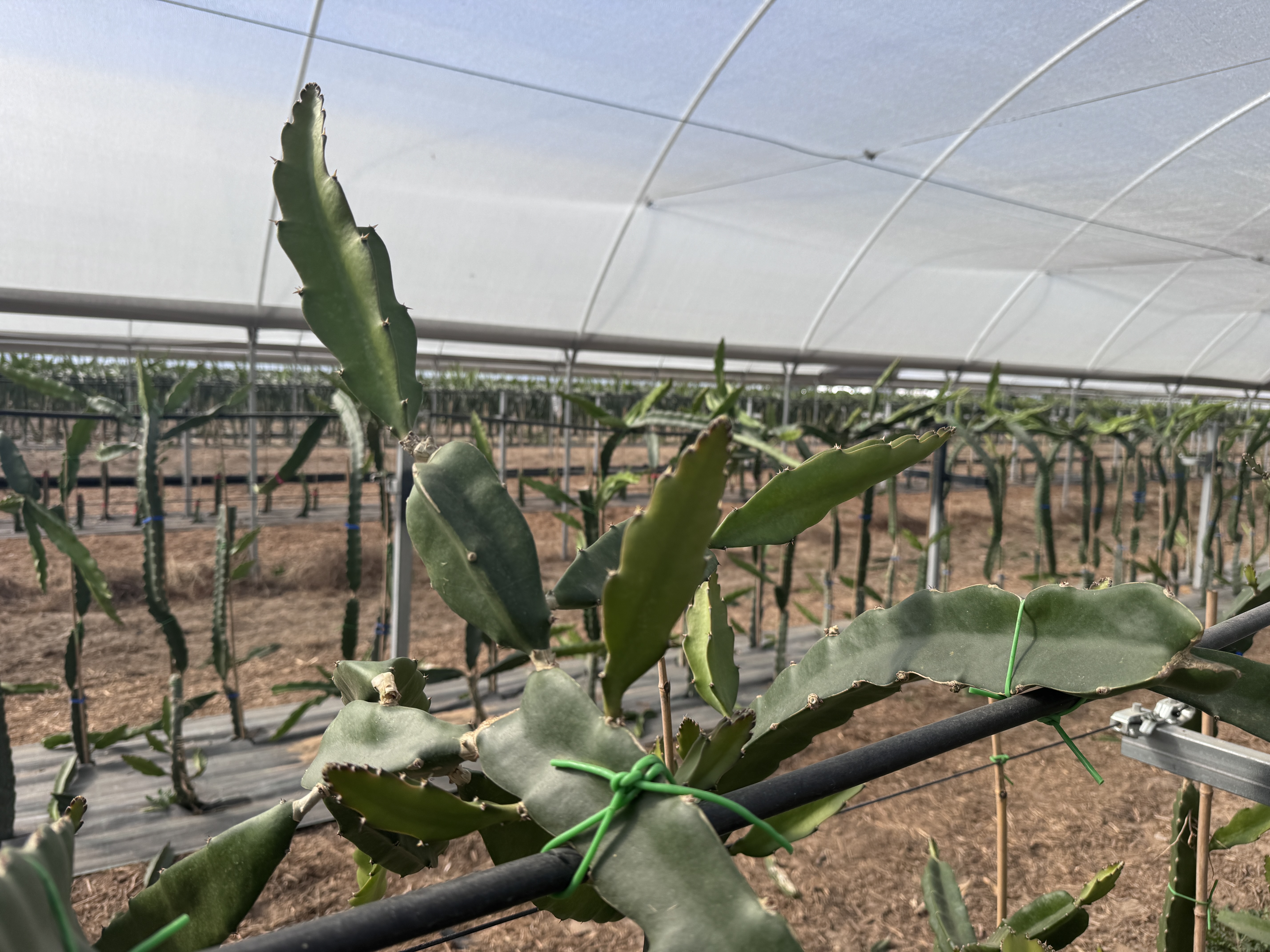 Trespasse - Exploração Agrícola de Pitaya